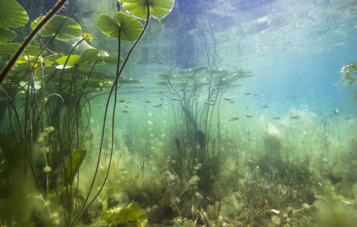 Waterplanten 2